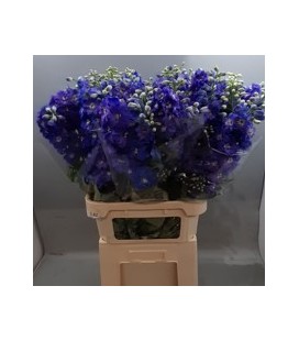 Delphinium Guard Blue 60 cm