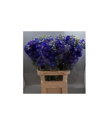 Delphinium Guard Blue 90 cm