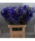 Delphinium Guard Blue 90 cm