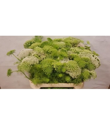 Dill Casablanca 80 cm