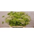 Dill Casablanca 80 cm
