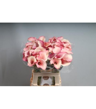 Calla Blushing Lady 65 cm