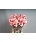 Calla Blushing Lady 65 cm