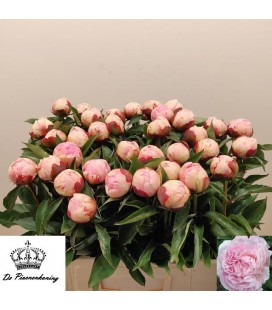 Pivoine Nancy Nora 55 cm