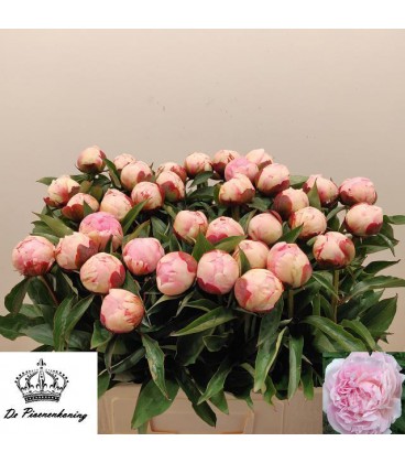 Pivoine Nancy Nora 55 cm