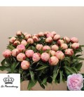 Pivoine Nancy Nora 55 cm