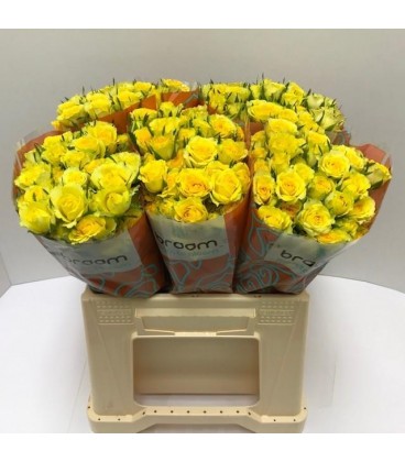 Rose Branchue Daylight 40 cm