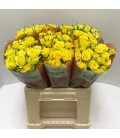 Rose Branchue Daylight 40 cm