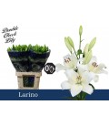 Lys Larino 95 cm