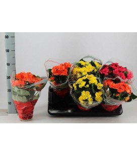 Begonia pot de 14
