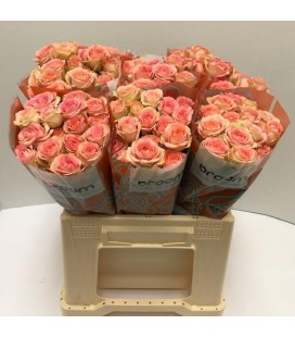 Rose Branchue Azore 40cm