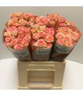 Rose Branchue Azore 40cm
