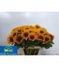 Tournesol Sunrich Provence 80cm