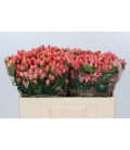 Hypericum Roy Princess 50cm