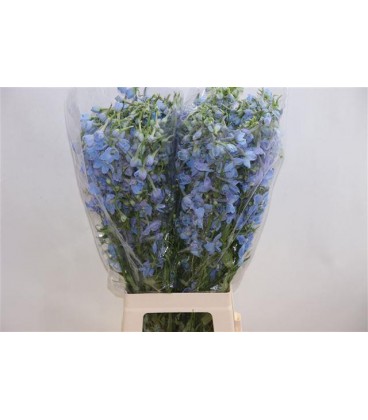 Delphinium Ballkleid 80 cm