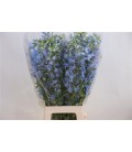 Delphinium Ballkleid 80 cm