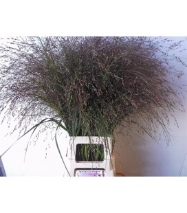 Panicum Warrior 90 cm