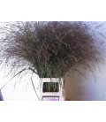 Panicum Warrior 90 cm