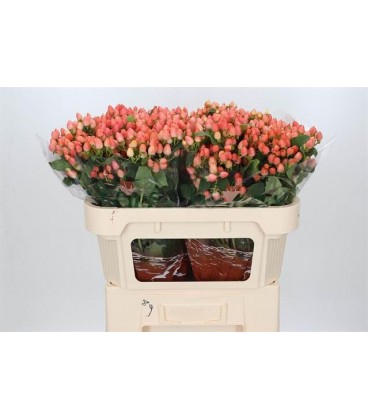 Hypericum Mag Innocence Verta 70 cm