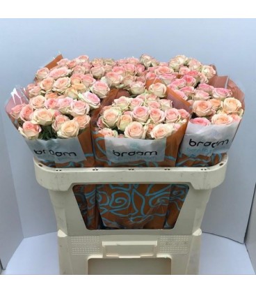 Rose Branchue Azore 70 cm