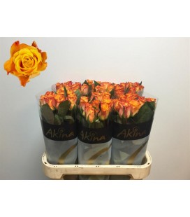 Rose Marie Claire 50 cm
