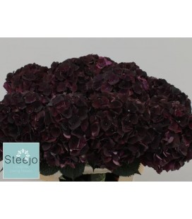 Hortensia mag Dark ruby 60 cm