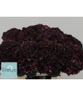 Hortensia mag Dark ruby 40 cm