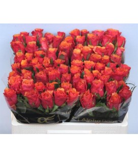 Rose Espana 50 cm