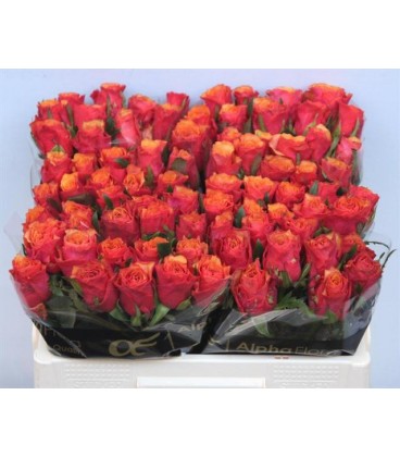 Rose Espana 50 cm