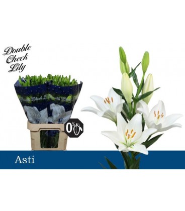 Lys Asti 95 cm