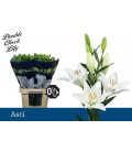 Lys Asti 95 cm