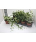 Lierre Mélange pot de 13