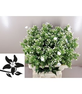 Phlox Danielle 45 cm