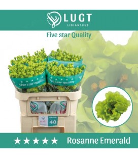 Lisianthus Rosan Green
