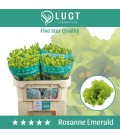 Lisianthus Rosan Green