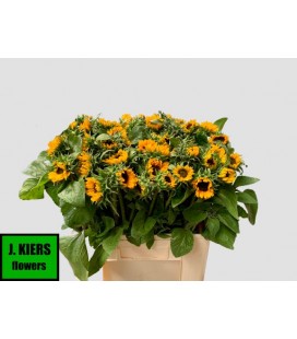 Tournesol Sonja 70 cm