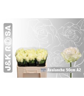 Rose Avalanche 40 cm