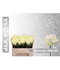 Rose Avalanche 40 cm