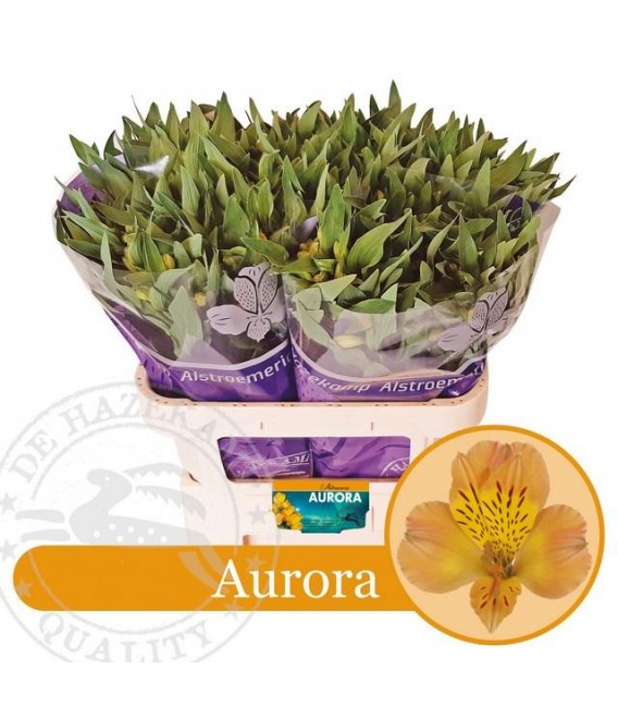 Altromeria Aurora