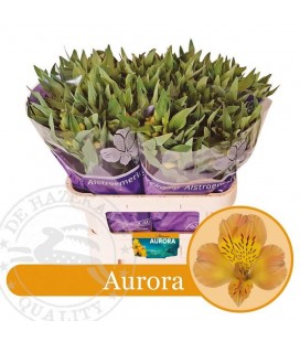 Alstromeria Aurora