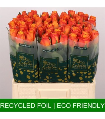 Rose Confidential 60 cm