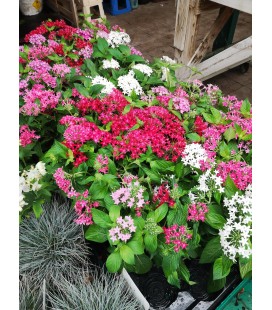 Pentas Ø 13 FR