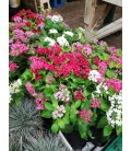 Pentas Ø 13