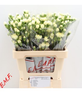 Oeillet mini Xanthe ( la botte )