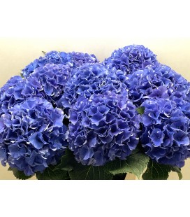 Hortensia Royal Parade 80cm