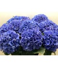 Hortensia Royal Parade 80cm