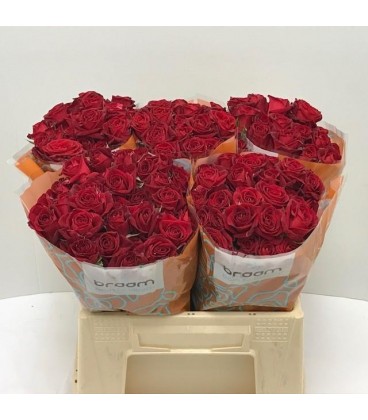 Rose Brachue Dominica 40cm 