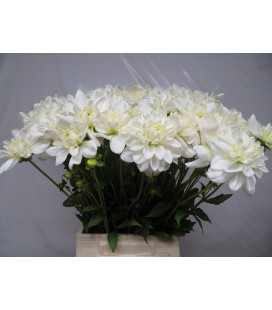 Dahlia Eteranl Snow 55cm