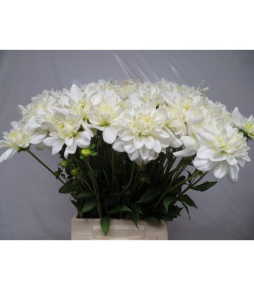 Dahlia Eteranl Snow 55cm
