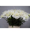Dahlia Eteranl Snow 55cm